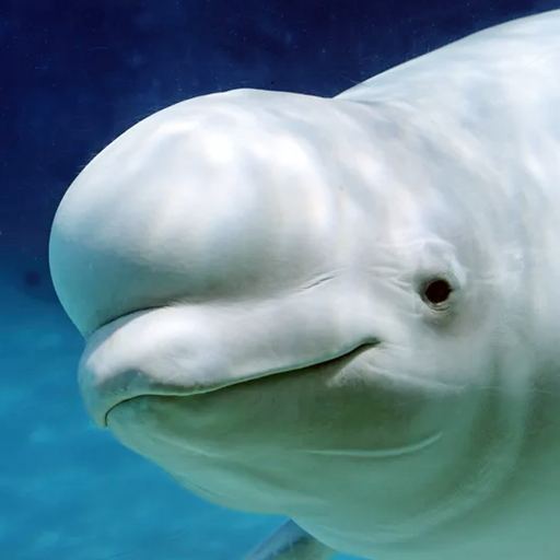 The Beluga Whale MOD Unlimited Money 1.1.8